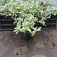 Anaphalis triplinervis GM P9 BIO