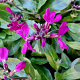 Arabis blepharophylla GM P9