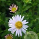 Aster ageratoides 'Ashvi' GM P9 BIO