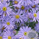 Aster amellus 'Dr Otto Petschek' GM P9