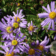 Aster amellus 'Dr Otto Petschek' GM P9