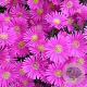 Aster (D) 'Jenny' GM P9 BIO