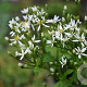 Aster macrophyllus 'Albus' GM P9 BIO