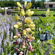 Baptisia 'Pink Lemonade' GM P9 BIO