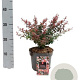 Berberis thunb. 'Bagatelle' 12-15 cm 2,0L