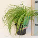 Carex caryophyllea 'the Beatles' GM P9 BIO