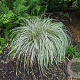 Carex Feather Falls GM P9 BIO