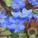Ceratostigma griffithii GM P9