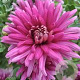 Chrysanthemum (I) 'Feuerzauber' GM P9