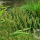 Chasmanthium latifolium GM P9 BIO