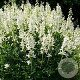 Dictamnus albus 'Albiflorus' GM P9 BIO