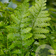 Dryopteris filix-mas GM P9