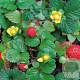 Duchesnea indica GM P9