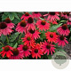 Echinacea Lakota Red GM P9 BIO
