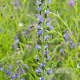 Echium vulgare GM P9