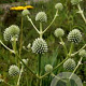 Eryngium agavifolium GM P9