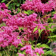 Filipendula purpurea 'Elegans' GM P9 BIO