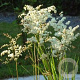 Filipendula vulgaris GM P9