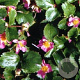 Fragaria 'Frel' GM P9