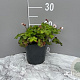 Geranium cant. 'Biokovo' GM 2,0L