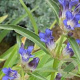 Gentiana dahurica GM P9