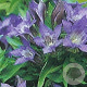 Gentiana dahurica GM P9