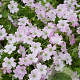Geranium Dreamland GM P9 BIO