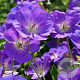 Geranium himalayense 'Baby Blue' GM P9 BIO