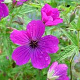 Geranium 'Red Admiral' GM P9 BIO