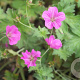 Geranium rivers. 'Russell Prichard' GM P9