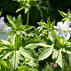 Geranium sylv. 'Album' GM P9