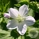 Geranium sylv. 'Album' GM P9