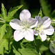 Geranium sylv. 'Album' GM P9
