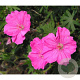 Geranium sang. 'Ankum's Pride' GM P9