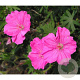 Geranium sang. 'Ankum's Pride' GM P9