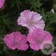 Geranium sang. 'Ankum's Pride' GM P9