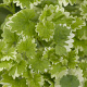 Glechoma hederacea 'Variegata' GM P9