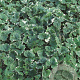 Glechoma hederacea 'Variegata' GM P9