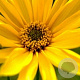 Helianthus atrorubens GM P9