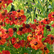 Helenium 'Baudirektor Linne' GM P9