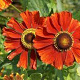 Helenium 'Baudirektor Linne' GM P9