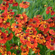Helenium 'Baudirektor Linne' GM P9