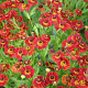 Helenium 'Dunkle Pracht' GM P9