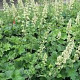 Heuchera villosa macrorrhiza GM P9