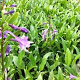 Hosta clausa normalis GM P9