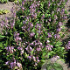 Hosta clausa normalis GM P9