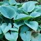 Hosta 'Fragrant Blue' GM P9