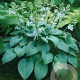 Hosta 'Fragrant Blue' GM P9