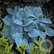 Hosta 'Fragrant Blue' GM P9