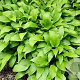 Hosta lancifolia GM P9 BIO